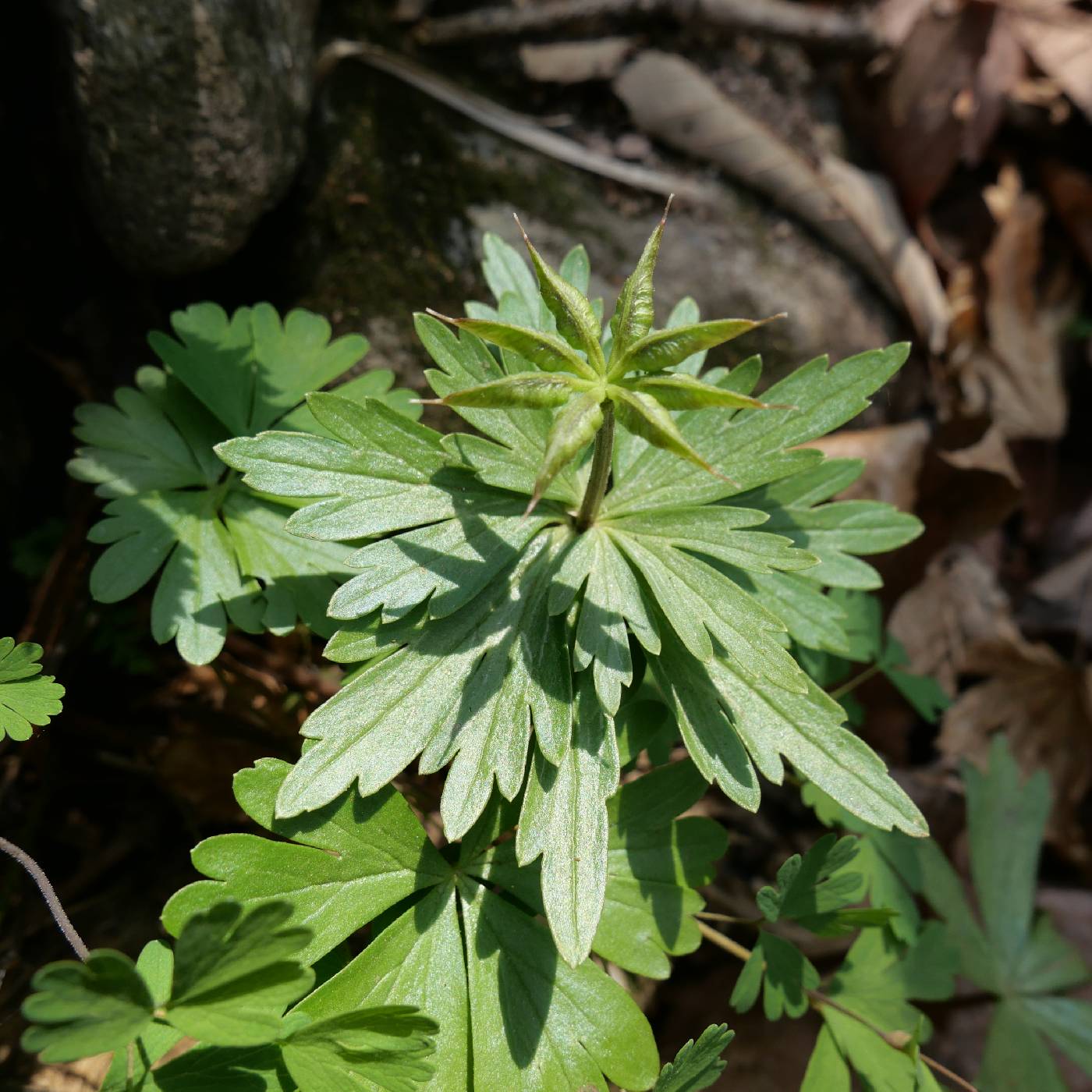 Eranthis stellata image