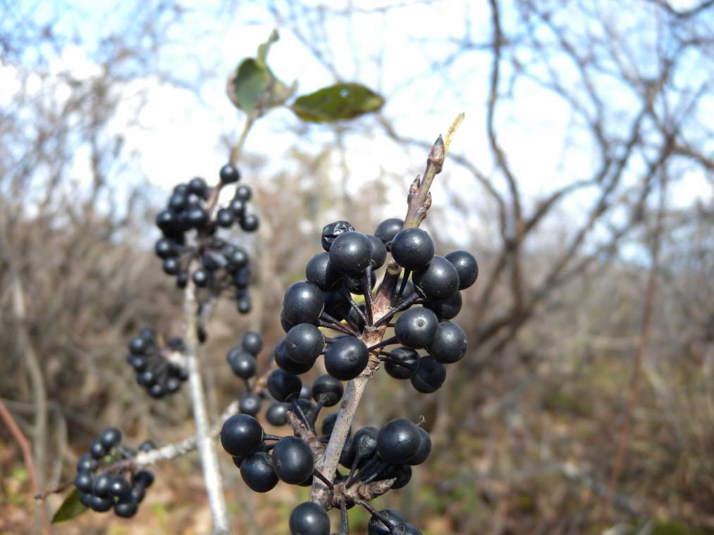 Rhamnus davurica image