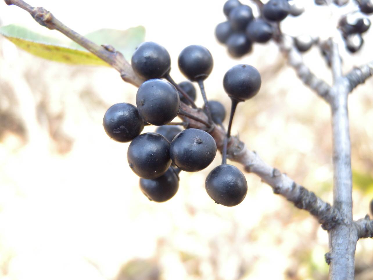 Rhamnus davurica image