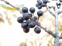 Rhamnus davurica image