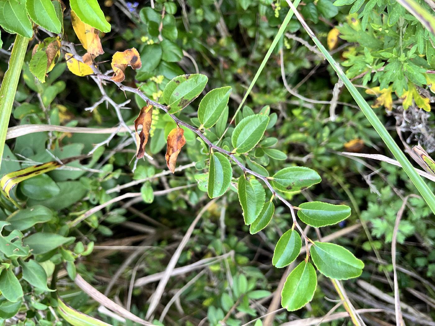 Paliurus ramosissimus image