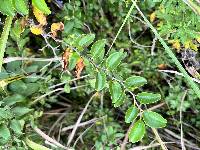 Paliurus ramosissimus image