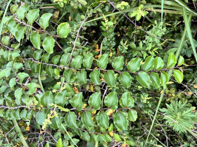 Paliurus ramosissimus image