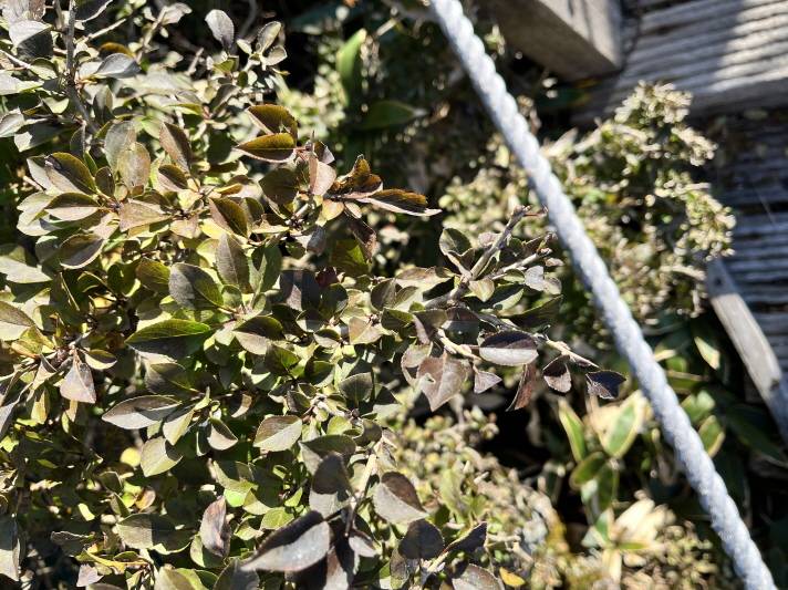 Rhamnus taquetii image