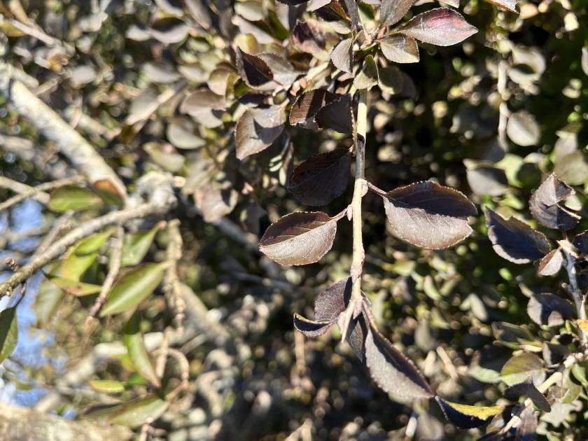 Rhamnus taquetii image