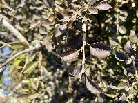 Rhamnus taquetii image