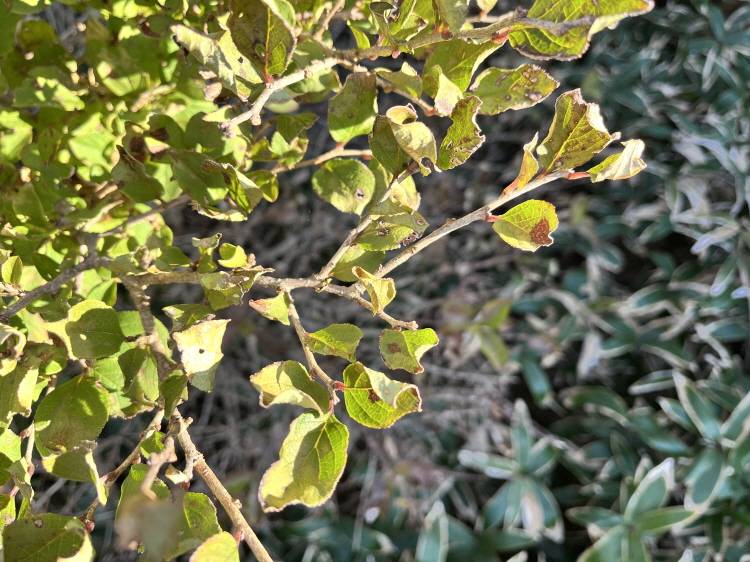 Rhamnus image