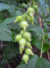 Image of Neillia uekii