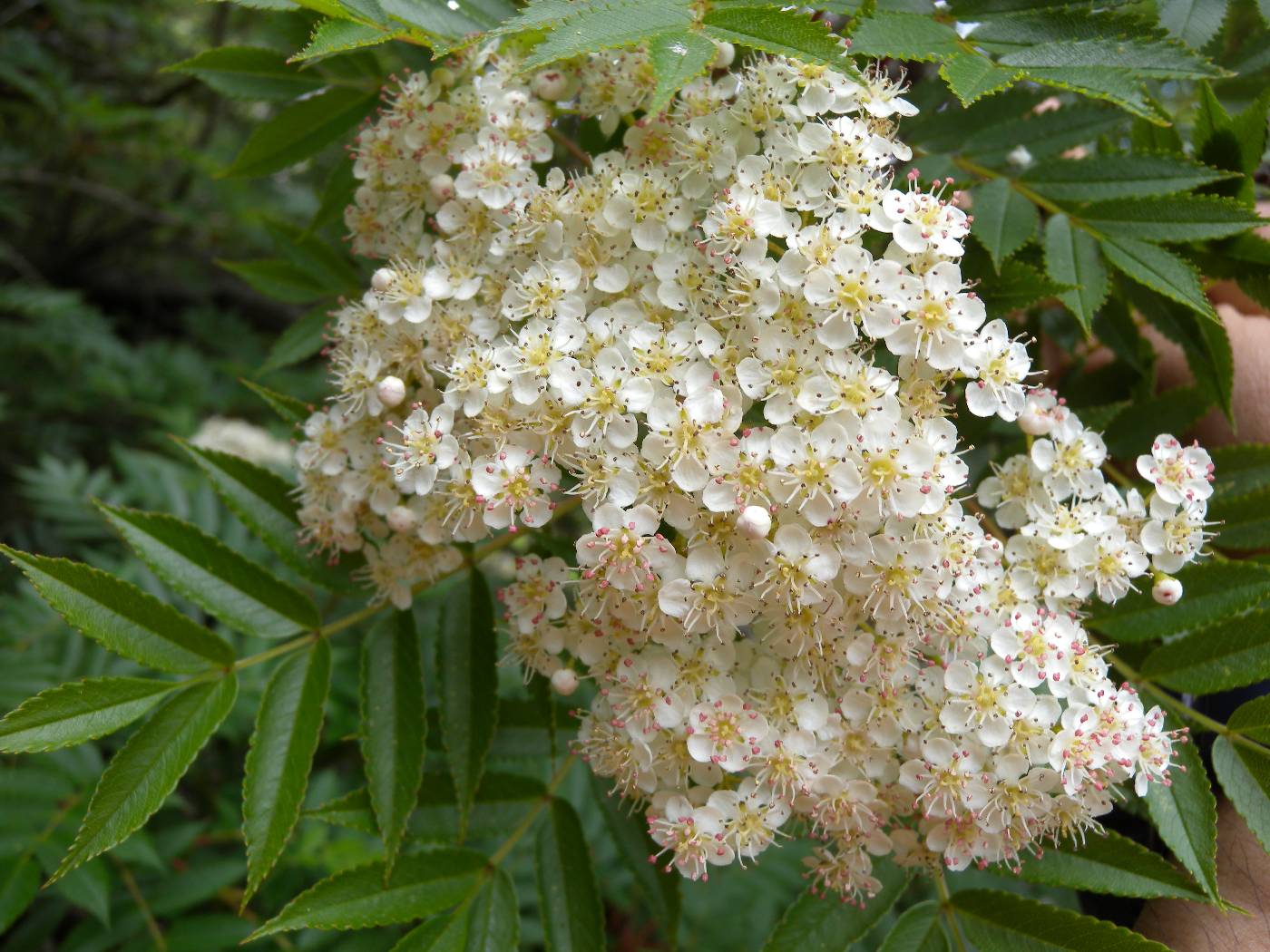 Sorbus commixta image