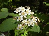 Image of Pourthiaea arguta