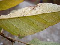 Image of Prunus glandulifolia