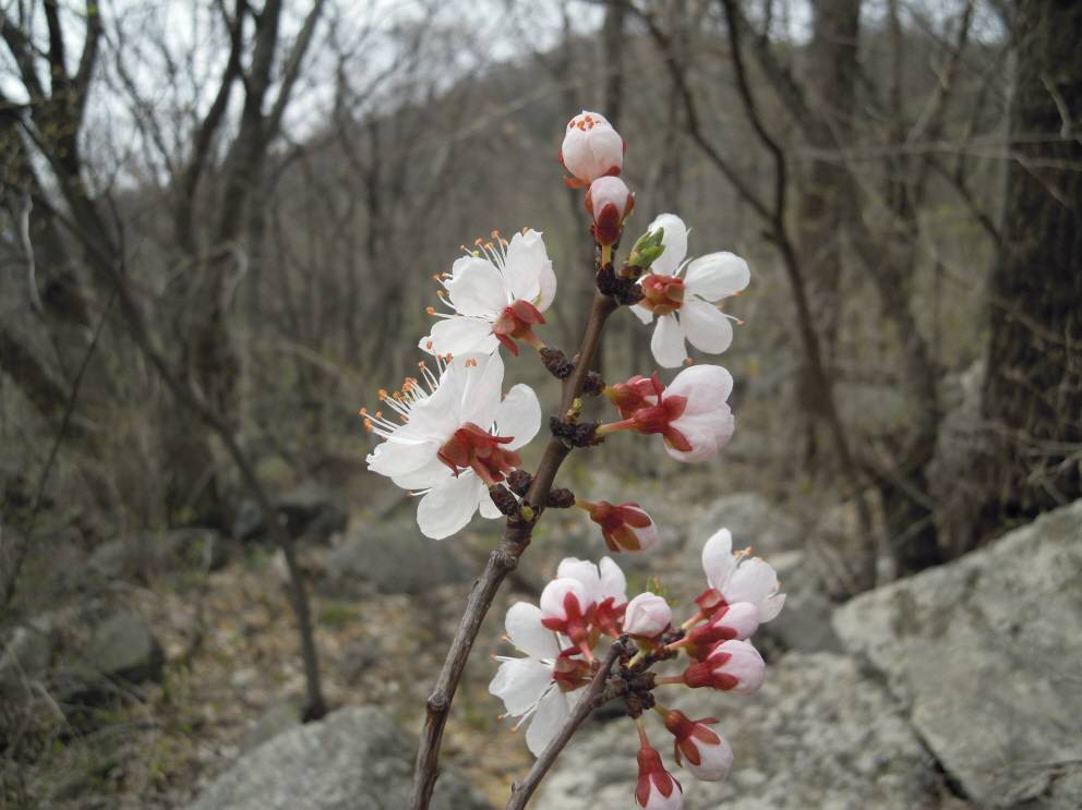 Prunus mandshurica image