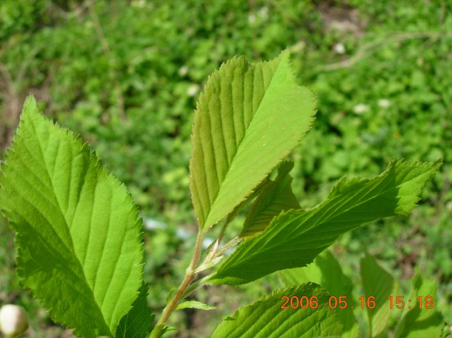 Prunus maximowiczii image