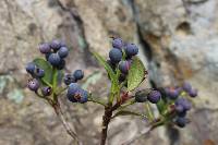 Image of Rhaphiolepis japonica