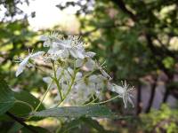 Sorbus alnifolia image