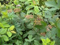 Spiraea fritschiana image