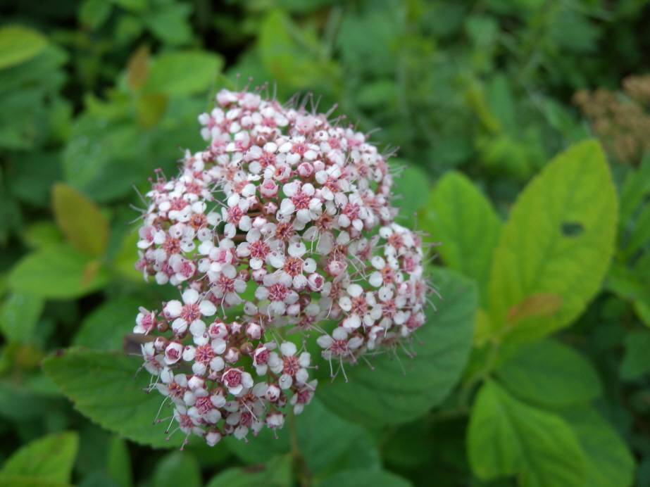 Spiraea fritschiana image