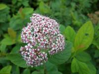 Spiraea fritschiana image