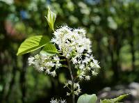 Prunus maackii image