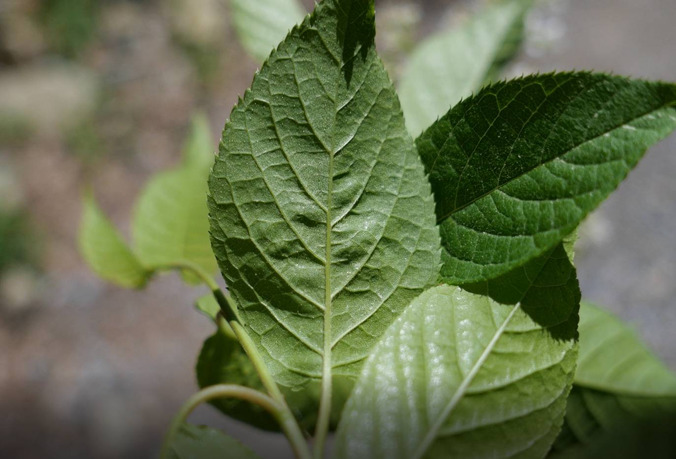 Prunus maackii image
