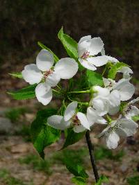 Image of Pyrus sinensis
