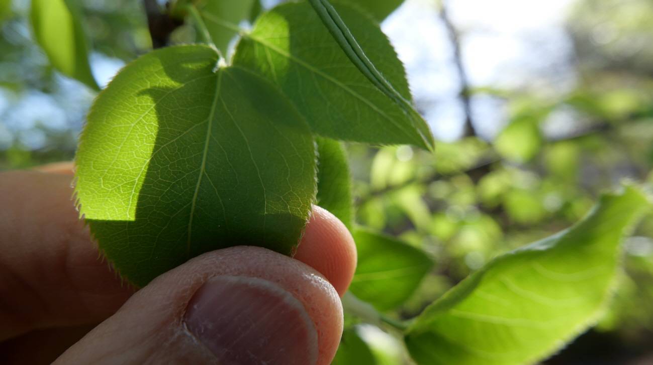 Pyrus pyrifolia image