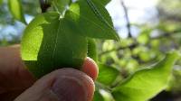 Pyrus pyrifolia image