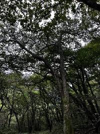 Pyrus pyrifolia image