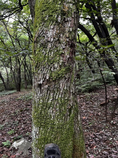 Pyrus pyrifolia image