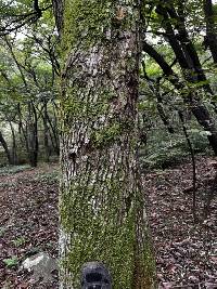 Pyrus pyrifolia image