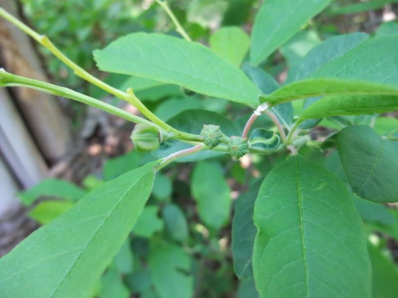 Exochorda racemosa image