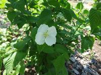 Rhodotypos scandens image