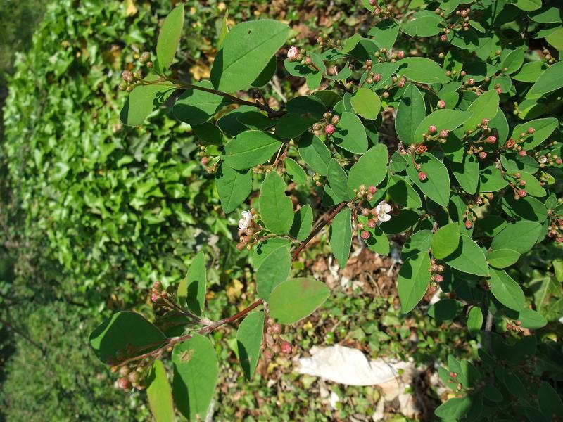 Cotoneaster multiflorus image
