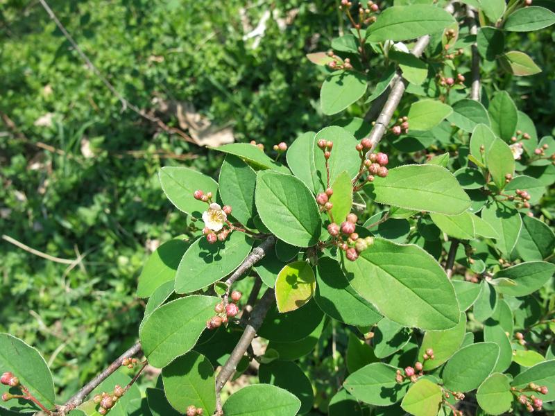 Cotoneaster multiflorus image