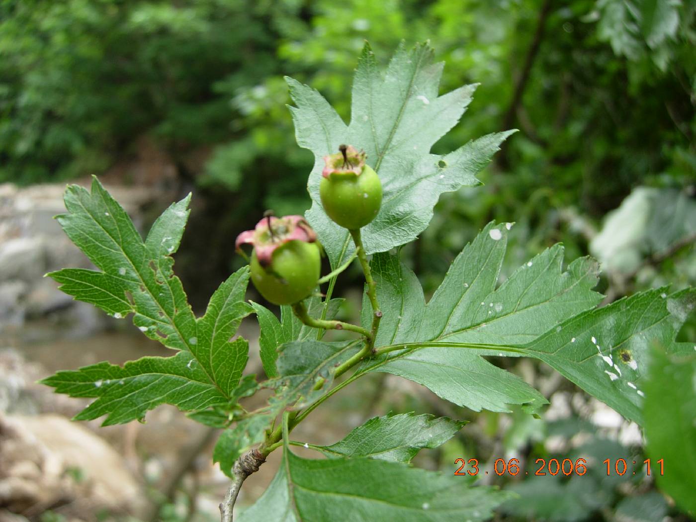 Crataegus pinnatifida image