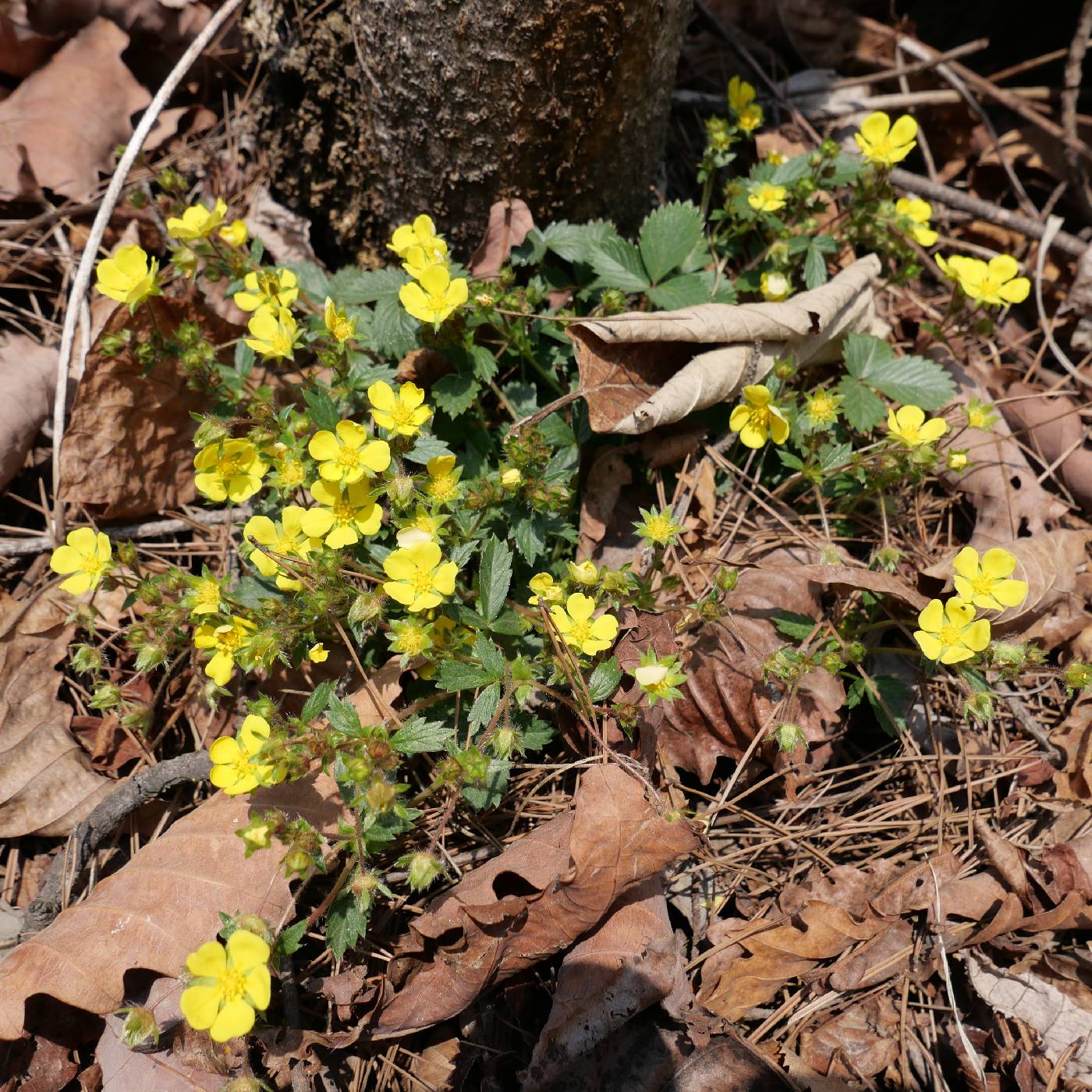Potentilla ancistrifolia image