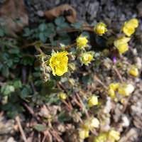 Potentilla ancistrifolia image