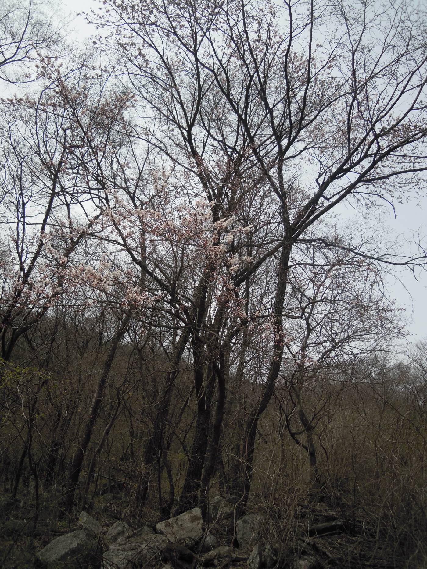 Prunus mandshurica image