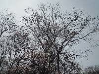 Prunus mandshurica image