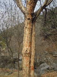 Prunus mandshurica image