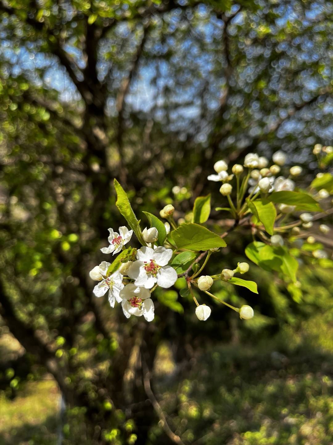 Pyrus calleryana image