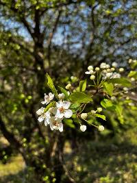 Image of Pyrus calleryana