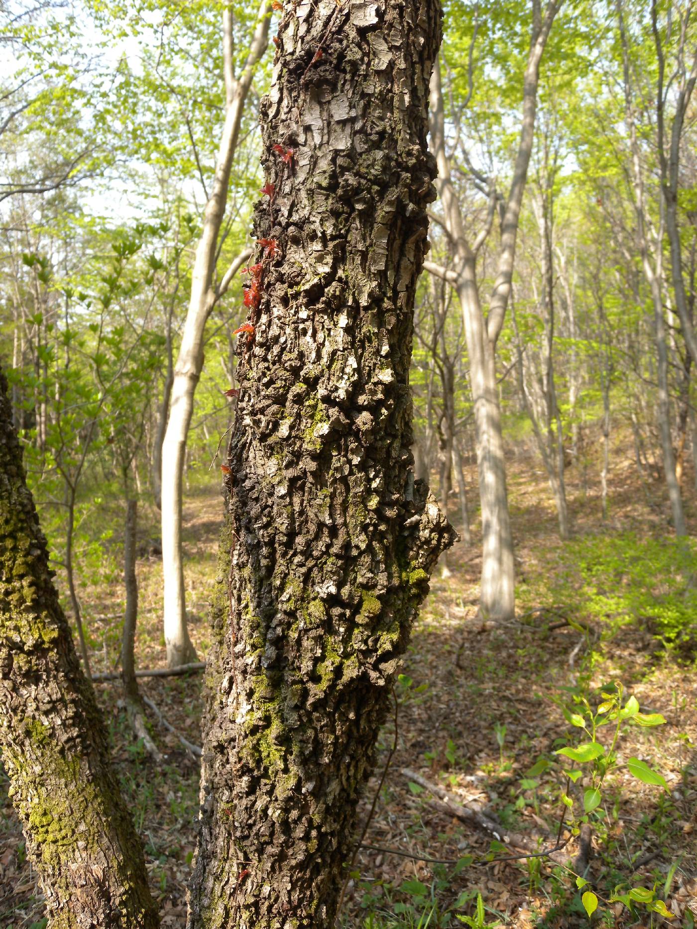 Pyrus pyrifolia image