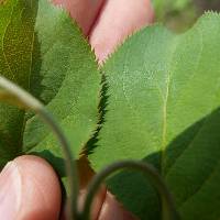 Pyrus pyrifolia image