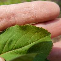Pyrus pyrifolia image