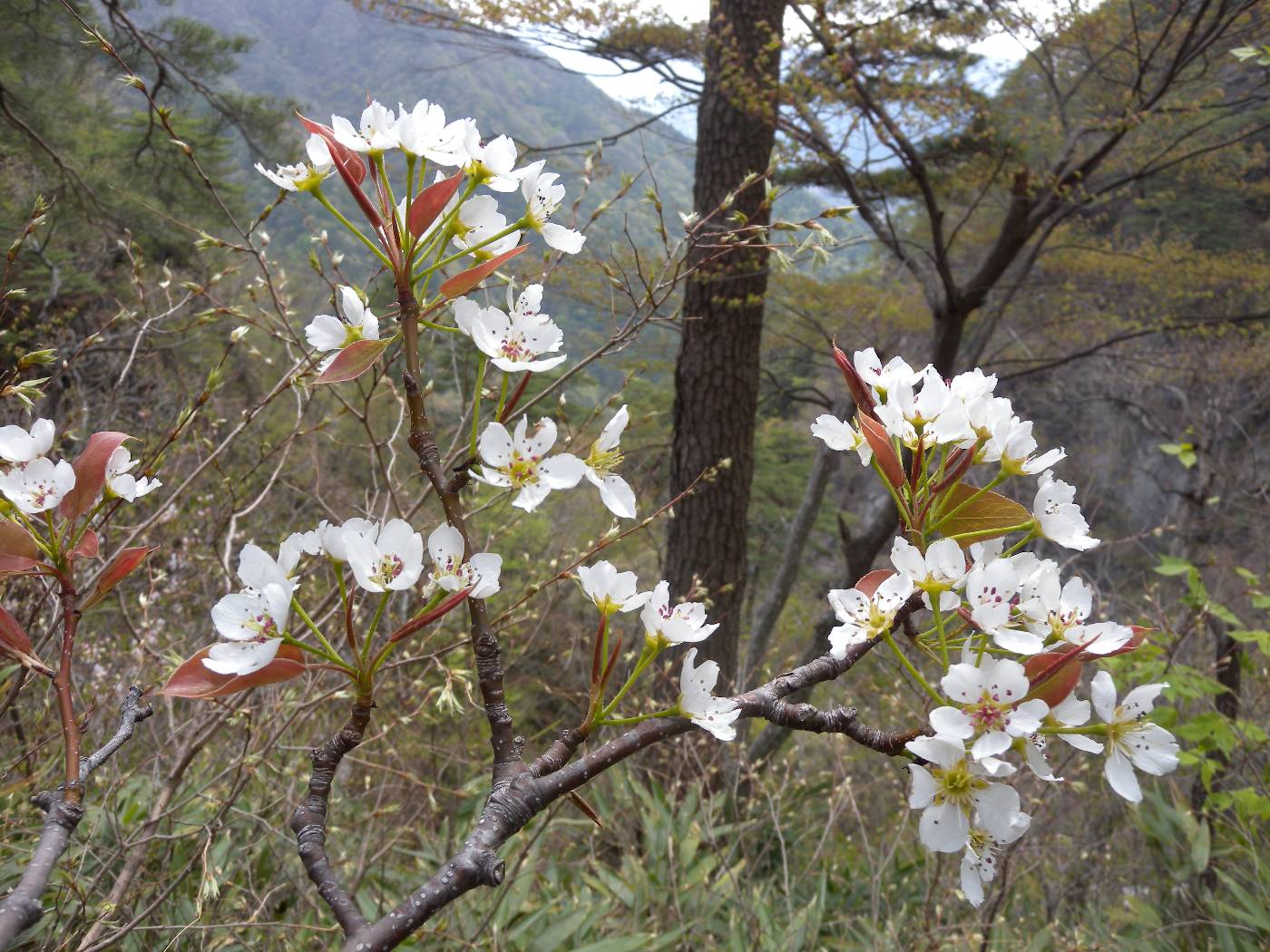 Pyrus pyrifolia image