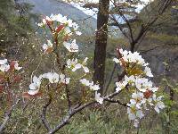 Pyrus pyrifolia image