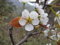 Pyrus pyrifolia image