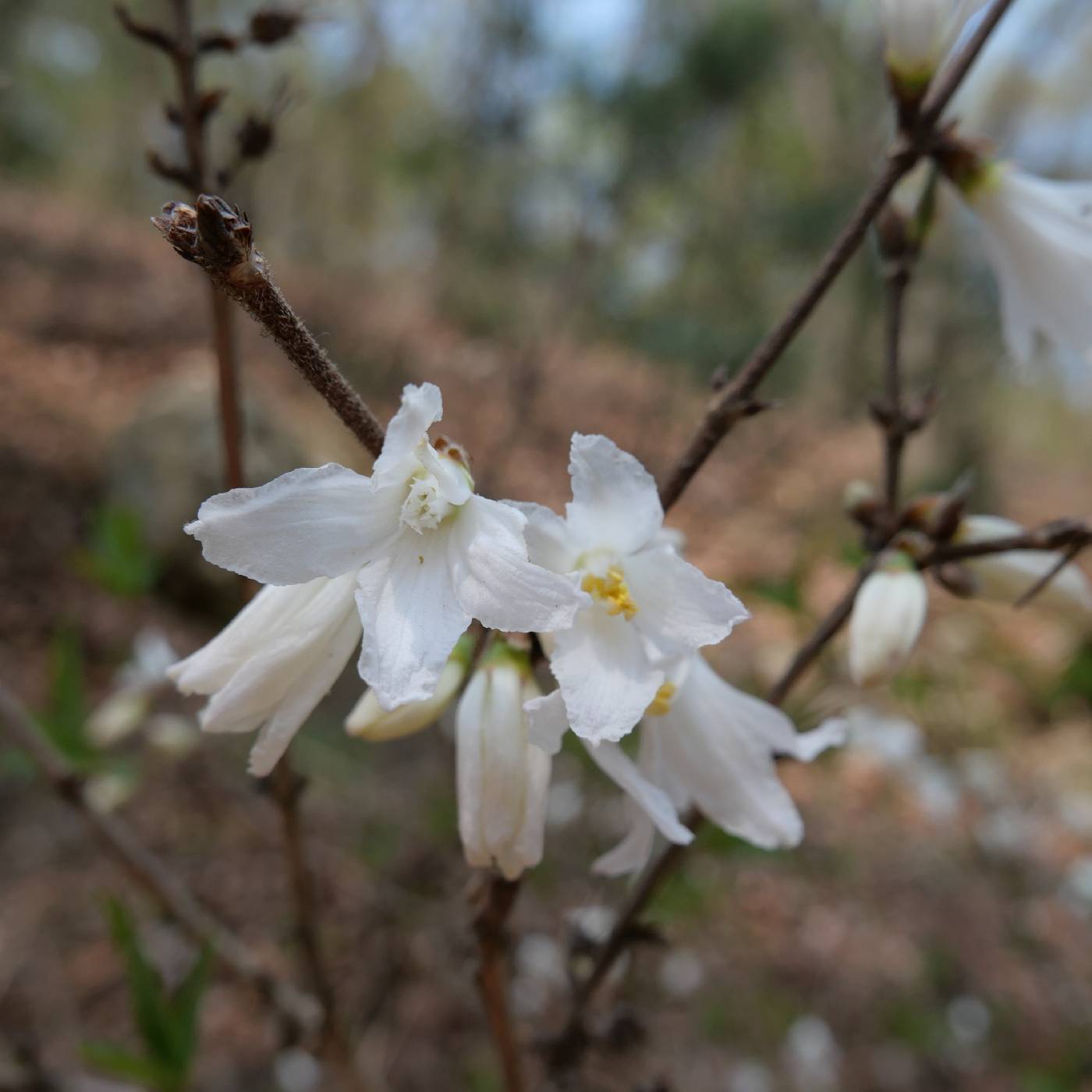 Pyrus pyrifolia image