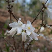 Pyrus pyrifolia image